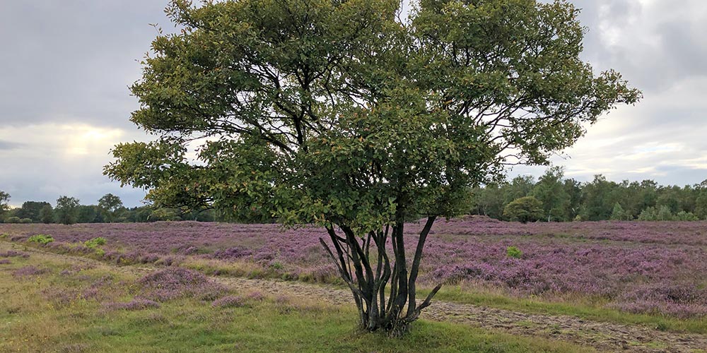 Project-bomen voor Droneconsultancy